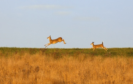 Whitetail deer running on a hilltop illuminated by late afternoon sunlight の写真素材