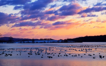 Tundra Swans and Canadian Geese resting on a partly frozen lake at sunrise.の写真素材