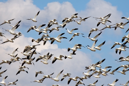 Snow Geese flying in a beautiful winter sky の写真素材