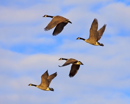 Canadian Geese flying in golden evening sunlight