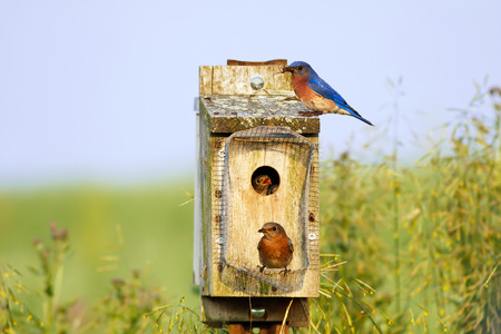 Eastern Bluebirds feeding their babies on a bright spring dayの写真素材