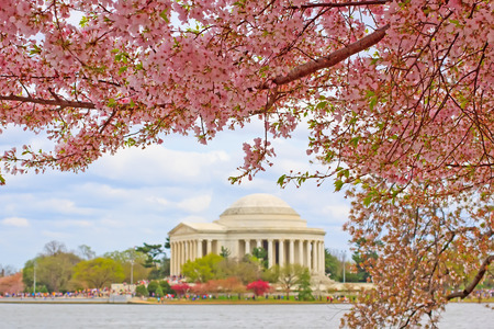 Pink cherry blossoms framing the Jefferson Memorial in Washington DC during the Cherry Festival.のeditorial素材