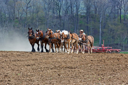 A team of horses and mules pull a springtooth harrow with soil rollers on an Amish farm in Lancaster County Pennsylvania.の写真素材