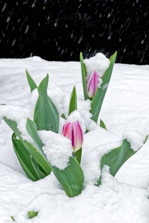 Tulip flowers in a springtime snowstorm.の写真素材