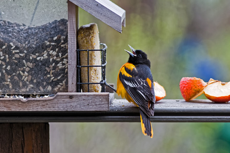 A male Baltimore Oriole at a feeder stocked with seeds, suet and apples.の写真素材