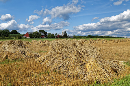 A traditional Amish wheat harvest scene. The grain is cut, tied into bundles and set up in shocks to dry. Lancaster County, Pennsylvania, USA.の写真素材
