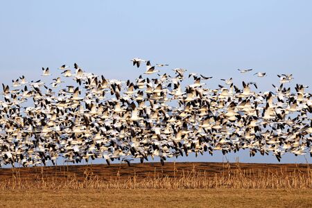 Thousands of migrating Snow Geese ( Chen caerulescens ) fly over a field after a layover in Lancaster County, Pennsylvania, USA.の写真素材