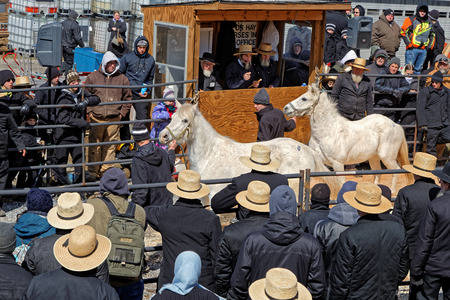 GORDONVILLE PENNSYLVANIA - March 11, 2017: An Amish auctioneer and volunteers sell horses at the annual spring auction `Amish Mud Sale` which benefits the Fire Company.のeditorial素材