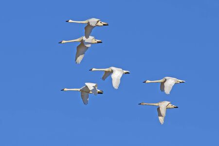 Tundra Swans ( Cygnus columbianus ) flying in a clear blue winter skyの写真素材