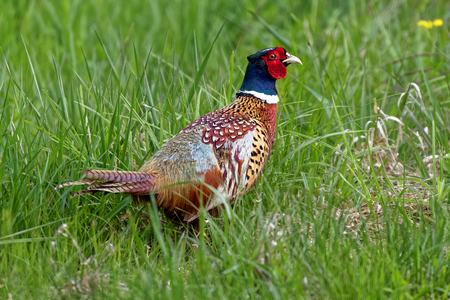 A colorful Ring-necked Pheasant walking in tall grass and illuminated by early morning sunlight.の写真素材