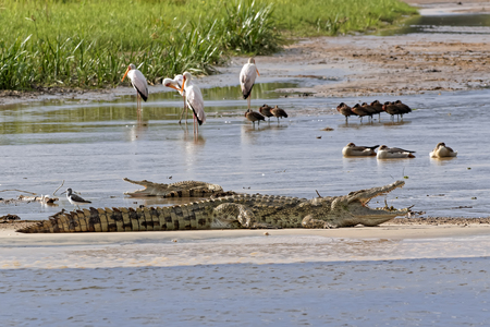 A large Nile Crocodile (Crocodylus niloticus) with a baby on the Nile River at Murchison Falls National Park in Uganda, Africa.の写真素材