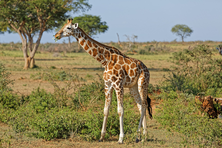 A giraffe feeding in natural habitat, Murchison Falls National Park, Uganda, Africa.の写真素材