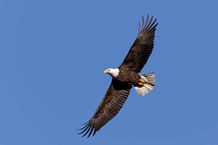 Adult Bald Eagle (haliaeetus leucocephalus) in flight against a clear blue sky.の写真素材