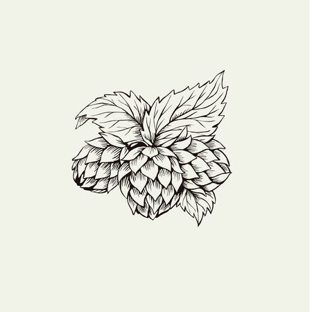 Hop plant ink illustration isolated drawingのイラスト素材