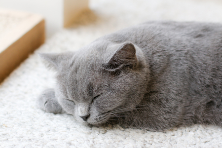 Cat is sleeping on carpet.の写真素材