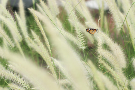 monarch butterfly hold Poaceae on Poaceaeの写真素材