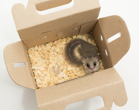 African Pygmy Dormouse want to go out of the paper boxの写真素材