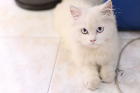 white persian cat is lying down on the floor look at cameraの写真素材