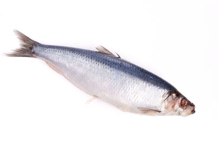 fish ready to cooks isolate on whiteの写真素材