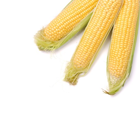 cob of corn on white backgroundの写真素材