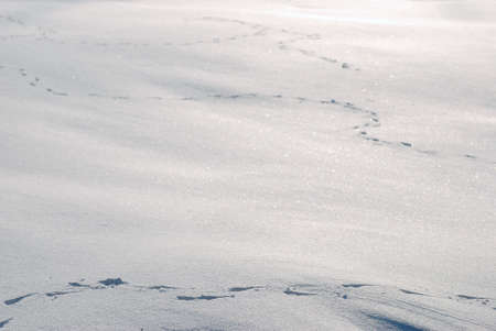Animal tracks in the snow background.