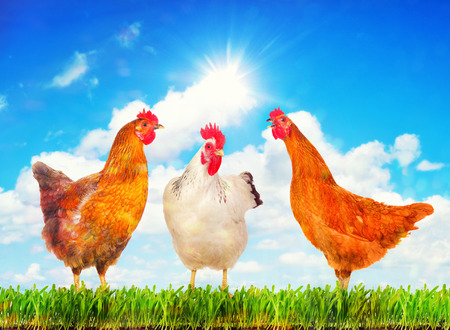 Happy hens standing on a green grass against sunny sky.の写真素材