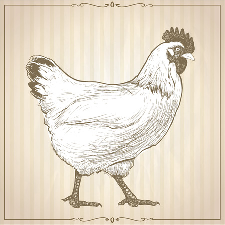 Hand drawn graphic vector illustration with going hen,  profile view, against beige striped backdrop with retro frame, vintage style.のイラスト素材