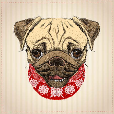 Pug dog christmas card, hand drawn illustration with cute pug dog dressed in christmas red sweaterのイラスト素材