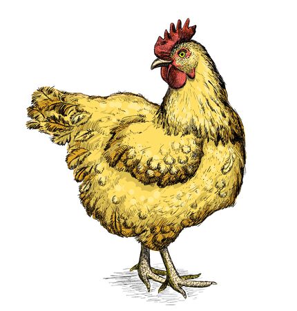 Graphic sketch with hen, hand drawn vector illustrationのイラスト素材