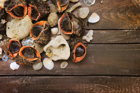 Whole raw rapana in a shell, close up background with copy space for textの写真素材