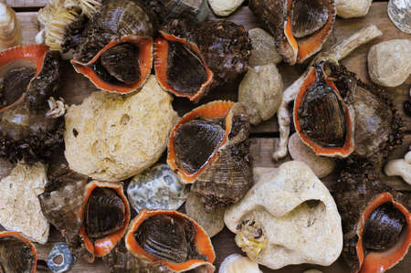 Close up whole raw rapana background