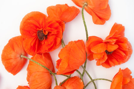 Red poppies isolated on white background