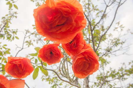 Bouquet of red poppies, outdoorの写真素材