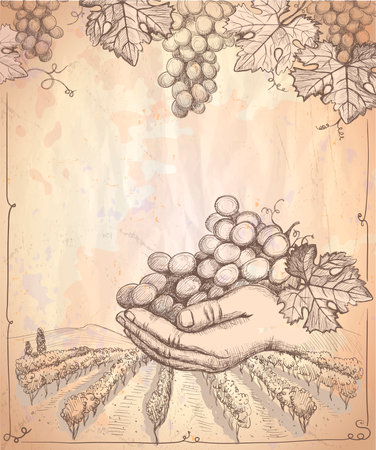Rural landscape with vineyard and hand holding bunch of grapes, vector graphic illustration, old paper backdrop, vintage styleのイラスト素材