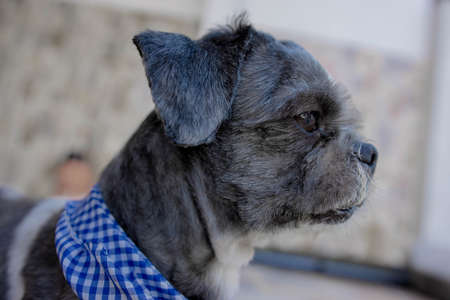 Portrait of a beautiful dogの写真素材