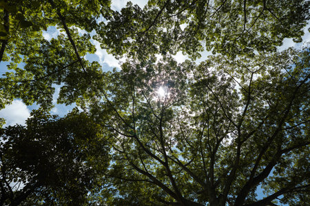Sunlight filters through a dense, vibrant green tree canopy, creating a dappled light effect against...