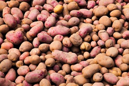 Fresh organic potato in the market. Heap of potatos root.の写真素材