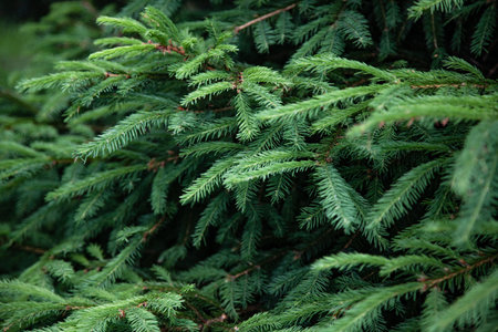Background of Christmas tree branches. Holiday mood