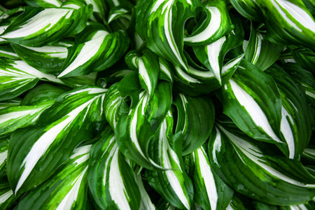 Fresh green and white leaves with rain drops texture, natural background, Decorative garden plant...