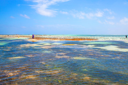 View of tropical sandy beach on Zanzibar, Tanzaniaの写真素材
