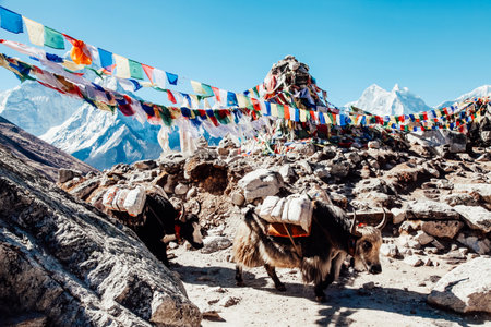 Cute yak against the background of mountain tops. Nepal. Himalayas