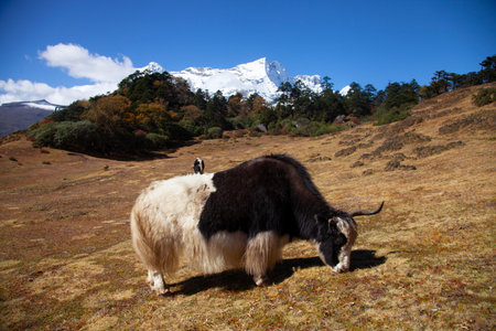 Large yak grazing on grassy terrain with snow-capped mountains in the background, showcasing the beauty of nature and wildlife in a serene landscapeの写真素材