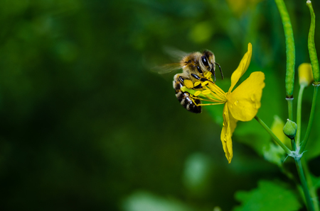 A bee on flowers collecting the nectar