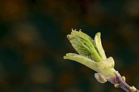 Tree branch with opening bud in early spring