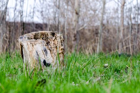 stump - this is all that remains of the tree