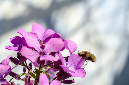 A bee on flowers collecting the nectarの写真素材