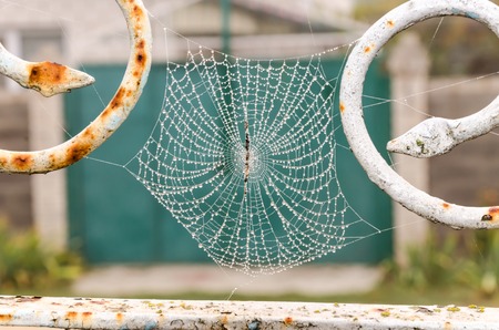 Spider web with dew drops close-up. At dawn.の写真素材
