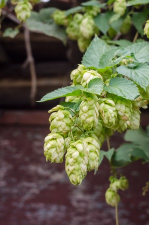 Hop plant close up growing on a farm.