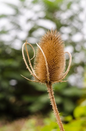 A dried flower Dipsacus Sativus in natureの写真素材