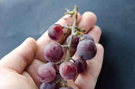 Bunch of grapes on a background of autumn foliage yellowedの写真素材